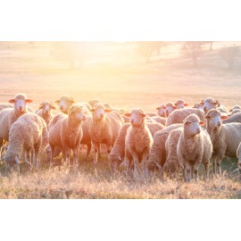 Mouton Mouton