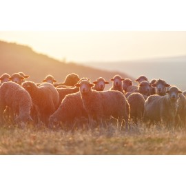 Mouton Mouton