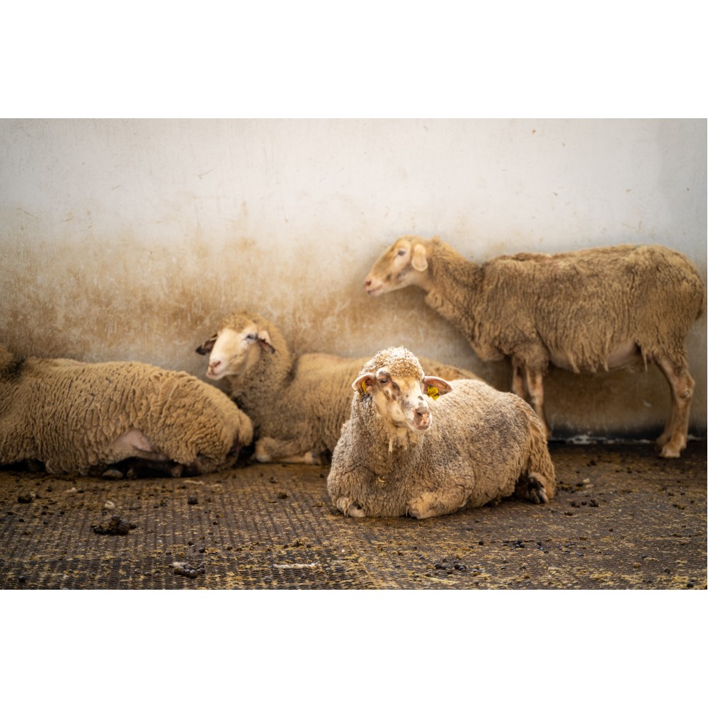 Mouton Mouton